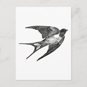 Carte Postale moineau