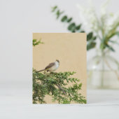 Carte Postale Moineau (Debout devant)