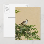 Carte Postale Moineau (Devant / Derrière)