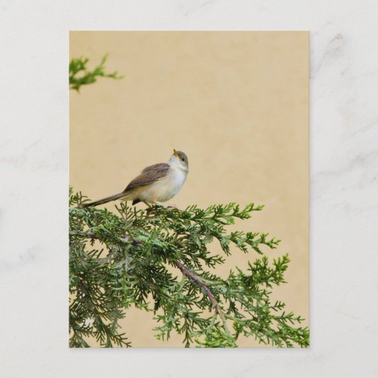 Carte Postale Moineau (Devant)