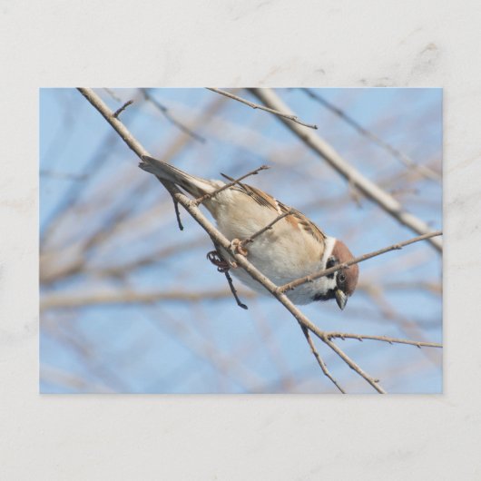Carte Postale Moineau (Devant)