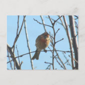 Carte postale - Moineau dans l'arbre (Devant)