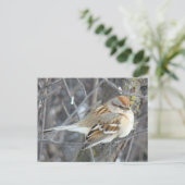 Carte Postale Moineau domestique B24 (Debout devant)