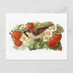 Carte Postale Moineau et fraises rouges - illustration vintage