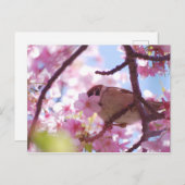 Carte Postale moineau mignon sur le cerisier (Devant / Derrière)
