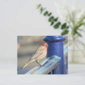 Carte postale - Moineau rouge sur clôture bleue (Debout devant)