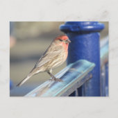 Carte postale - Moineau rouge sur clôture bleue (Devant)