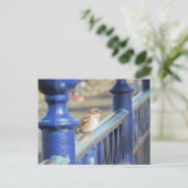 Carte postale - Moineau sur une clôture (Debout devant)