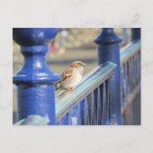 Carte postale - Moineau sur une clôture (Devant)