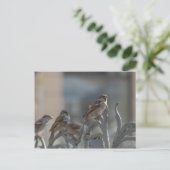 Carte Postale Moineaux (Debout devant)