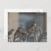 Carte Postale Moineaux (Devant / Derrière)