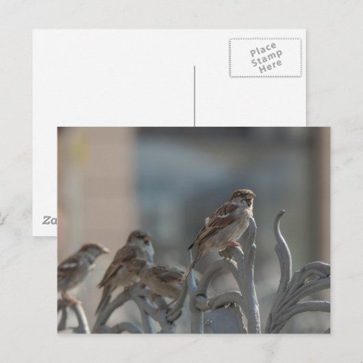 Carte Postale Moineaux (Devant / Derrière)