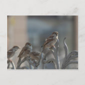 Carte Postale Moineaux (Devant)