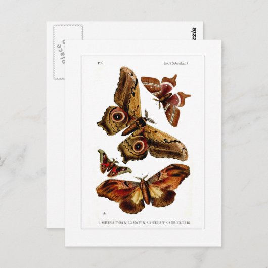 Carte Postale Mois (Devant / Derrière)