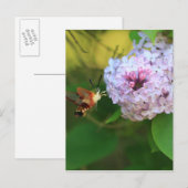 Carte Postale Mois des colibris (Devant / Derrière)