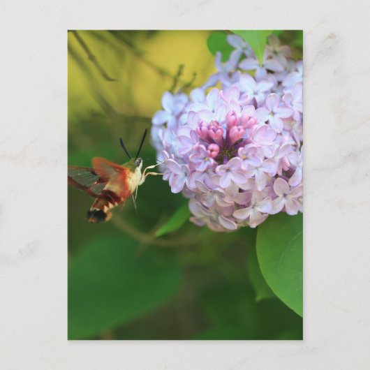 Carte Postale Mois des colibris (Devant)