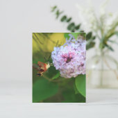 Carte Postale Mois des colibris (Debout devant)