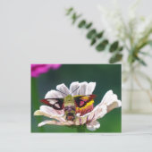 Carte Postale Mois des colibris (Debout devant)