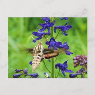 Carte Postale Mois des colibris