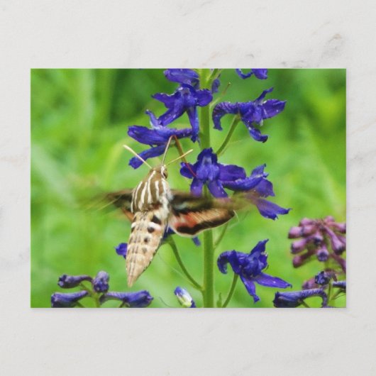 Carte Postale Mois des colibris (Devant)