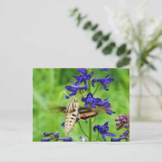 Carte Postale Mois des colibris (Debout devant)