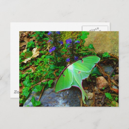 Carte Postale Mois Luna Vert (Devant / Derrière)