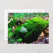 Carte Postale moisissure (Devant / Derrière)