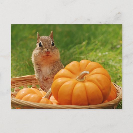 Carte Postale Moisson d'automne Chipmunk (Devant)