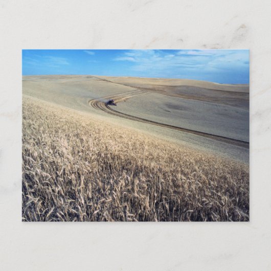 Carte Postale Moisson de blé sur champ (Devant)