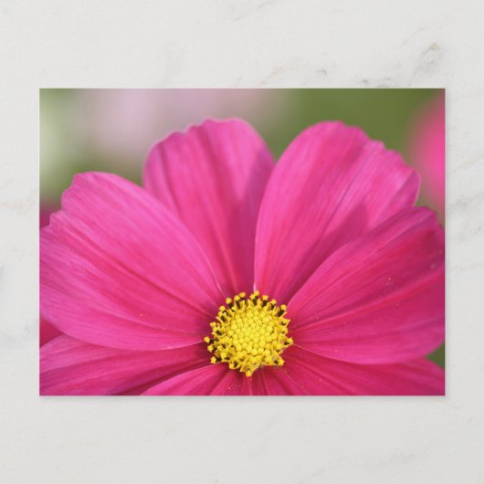 Carte Postale Moitié d'une beauté (Devant)