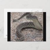 Carte Postale Mojave Rattlesnake (Devant / Derrière)