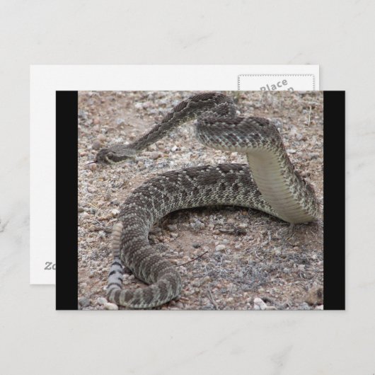 Carte Postale Mojave Rattlesnake (Devant / Derrière)