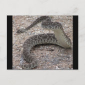 Carte Postale Mojave Rattlesnake (Devant)