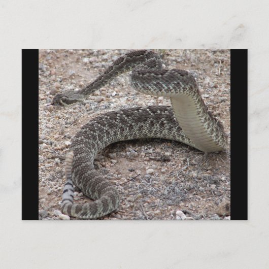 Carte Postale Mojave Rattlesnake (Devant)