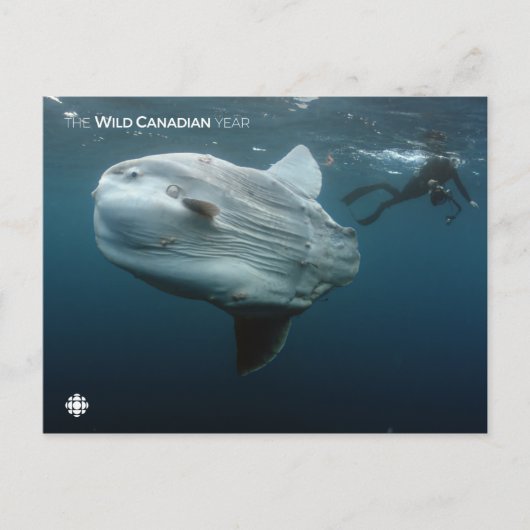 Carte Postale Mola Mola (Devant)