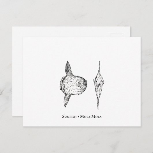 Carte postale Mola Sunfish (Devant / Derrière)