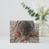 Carte Postale Mole de Broadfoot Nord (Debout devant)