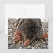 Carte Postale Mole de Broadfoot Nord (Devant / Derrière)