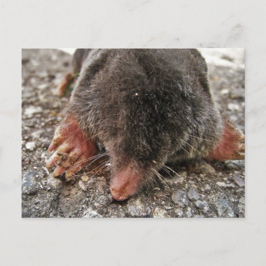 Carte Postale Mole de Broadfoot Nord (Devant)