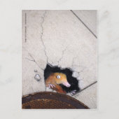 Carte Postale mole maladroite (Devant)