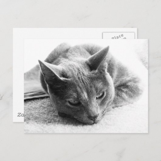 Carte Postale Mollie (Devant / Derrière)