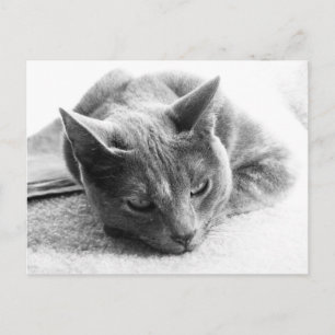 Carte Postale Mollie