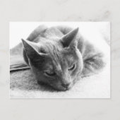 Carte Postale Mollie (Devant)