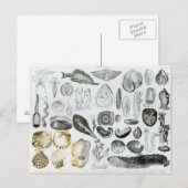 Carte Postale Mollusques (Devant / Derrière)