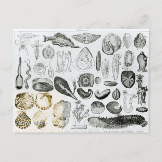 Carte Postale Mollusques (Devant)