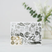 Carte Postale Mollusques (Debout devant)