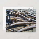 Carte Postale mollusques bivalves (Devant / Derrière)