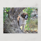 Carte Postale Molly " Quelqu'un dit "PLAYTIME" (Devant)