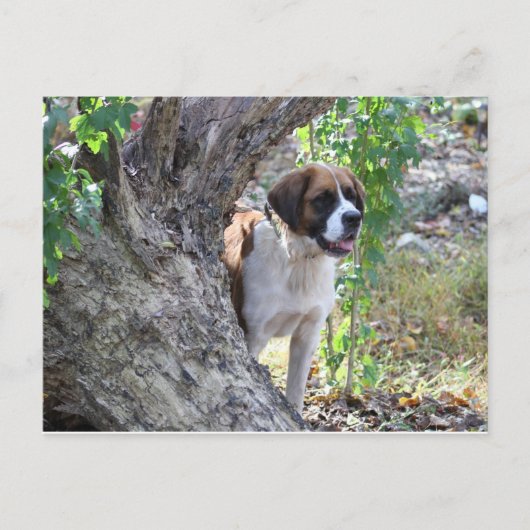 Carte Postale Molly " Quelqu'un dit "PLAYTIME" (Devant)