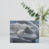 Carte Postale mom polar bear and baby (Debout devant)